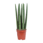 Kamerplant Sansevieria Straight 12 cm pot 40 cm hoog
