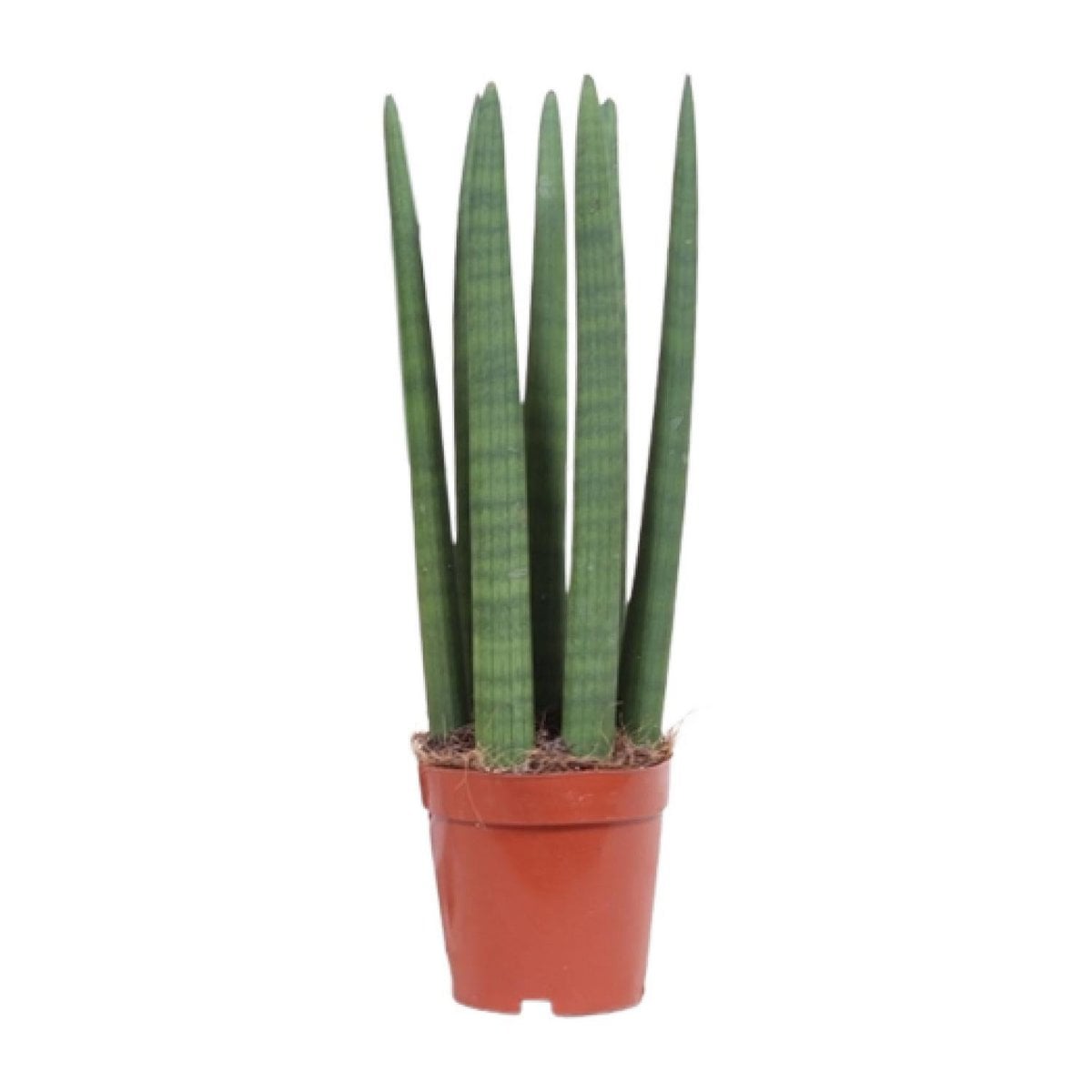 Kamerplant Sansevieria Straight 12 cm pot 40 cm hoog