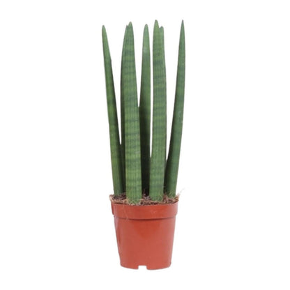 Kamerplant Sansevieria Straight 12 cm pot 40 cm hoog