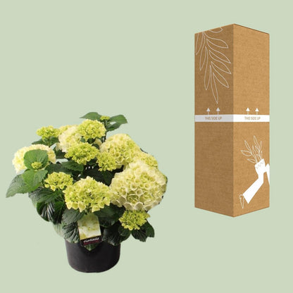 Hortensia Wit P23 - Ø23cm - ↕40cm