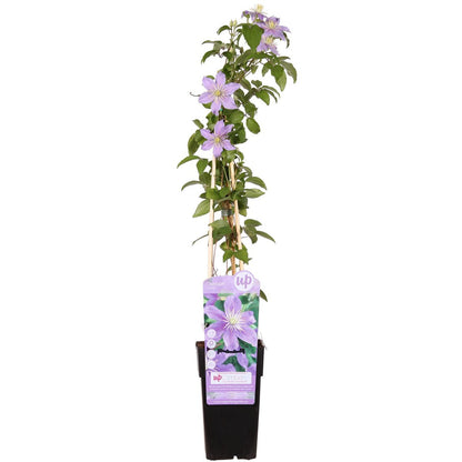 Clematis Just - Ø15cm - ↕65cm
