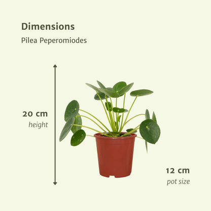 2x Pilea Peperomiodes - Chinese Money Plant - 20cm - ø12