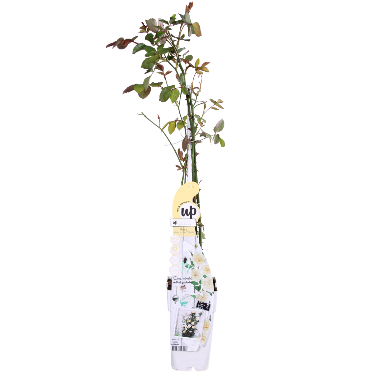 Klimroos 'Vanilla' crème 65 cm