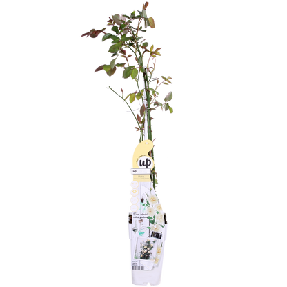 Klimroos 'Vanilla' crème 65 cm