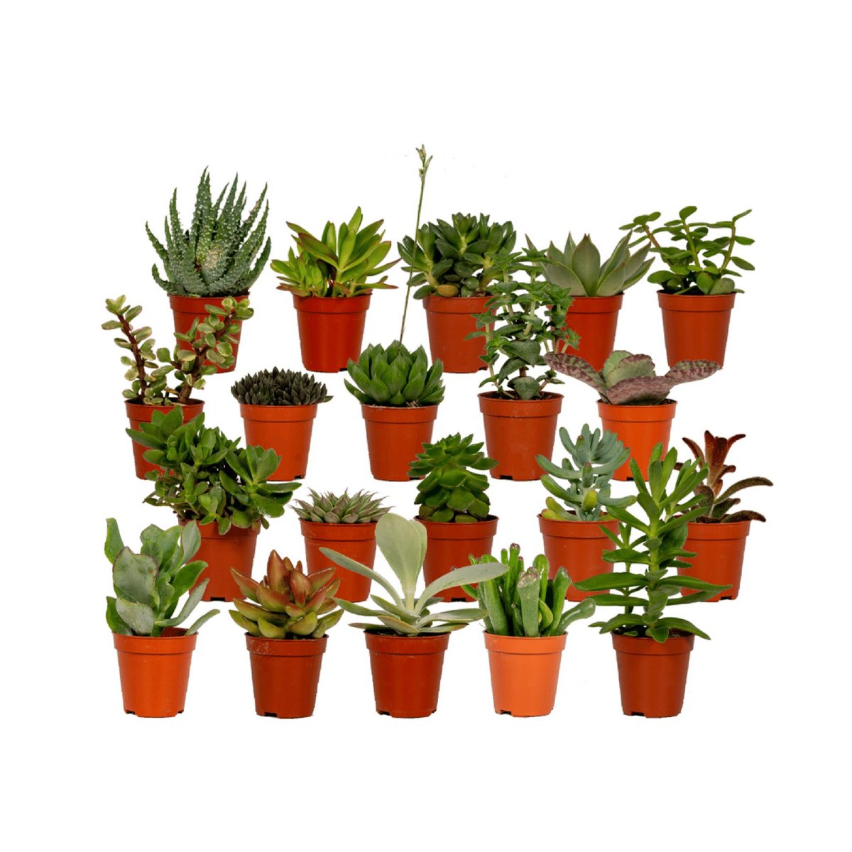 Succulenten mix 20 stuks ø5,5 cm