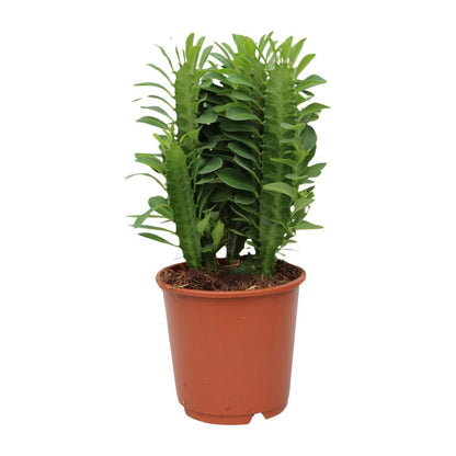 Euphorbia Trigona Ø12 cm 40 cm