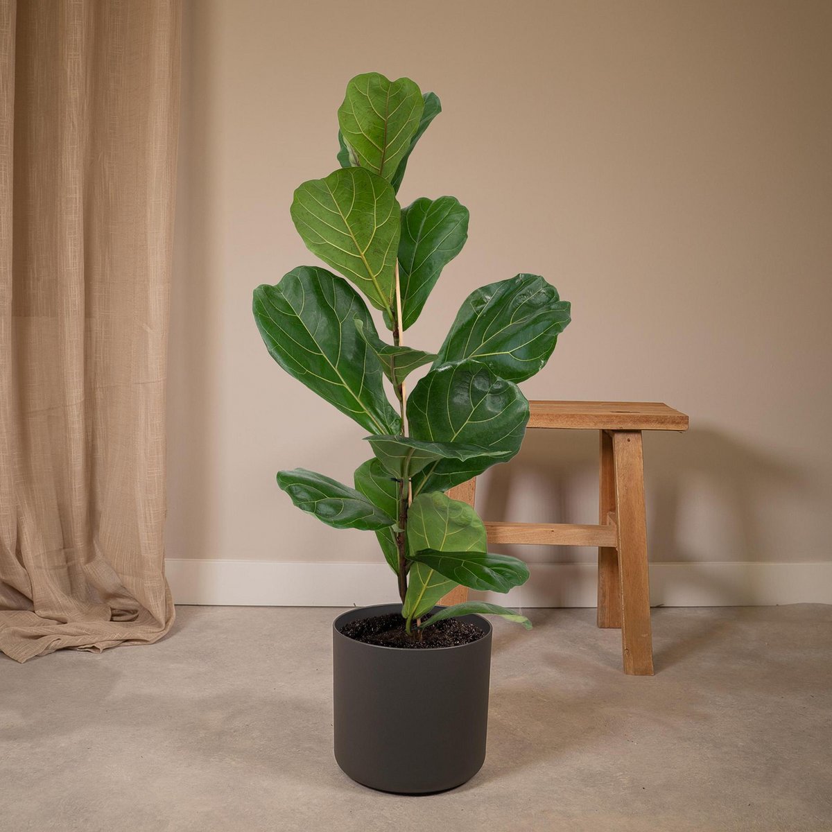 Fiddle-leaf Fig - Rubber Plant - Ø17cm - ↕75cm