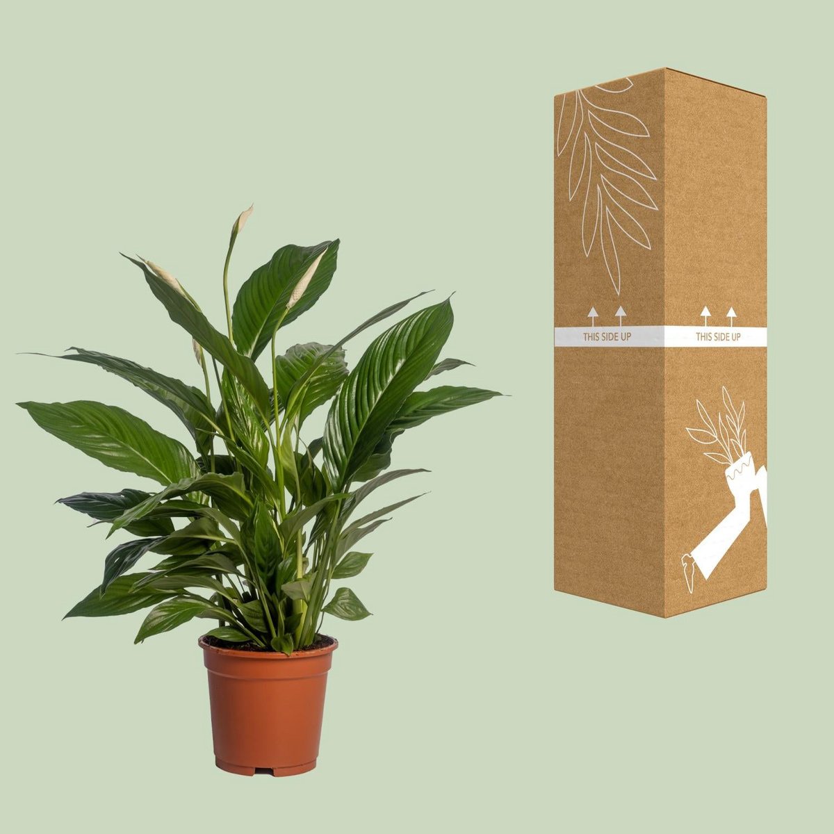 Spathiphyllum vivaldi kamerplant Ø17cm 70cm