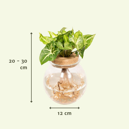 Syngonium Pixie in Glass Sphere - Ø12cm - ↕30cm