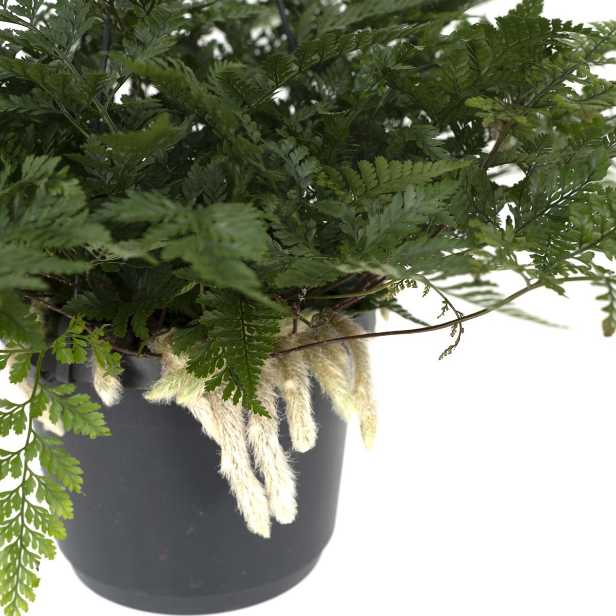 Hazenpootvaren hangplant Ø17cm ↕20cm