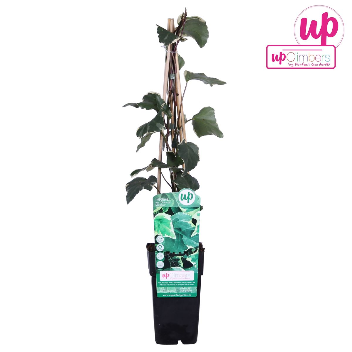 Klimop Hedera Algeriensis 'Gloire de Maren' Ø15cm 65cm