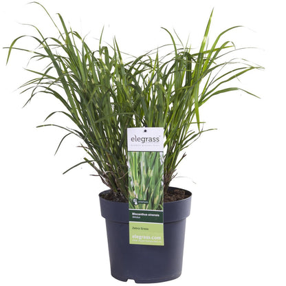 Siergras Miscanthus sinensis 'Strictus' Ø23x60cm