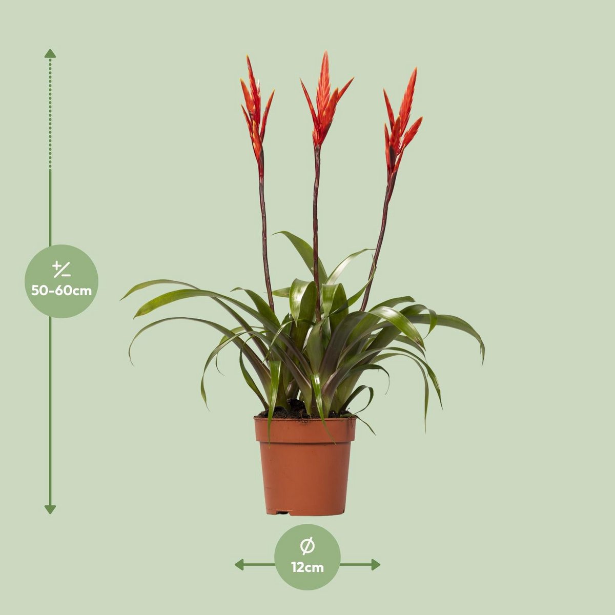 Kamerplant Vriesea Elan Toef Ø12cm ↕55cm