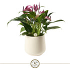 Anthurium Zizou met pot 16x40 cm glanzend keramiek