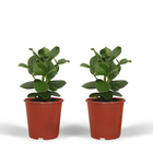 Clusia Princess (Signature Tree) - 2 pieces - Ø12cm - ↕15cm