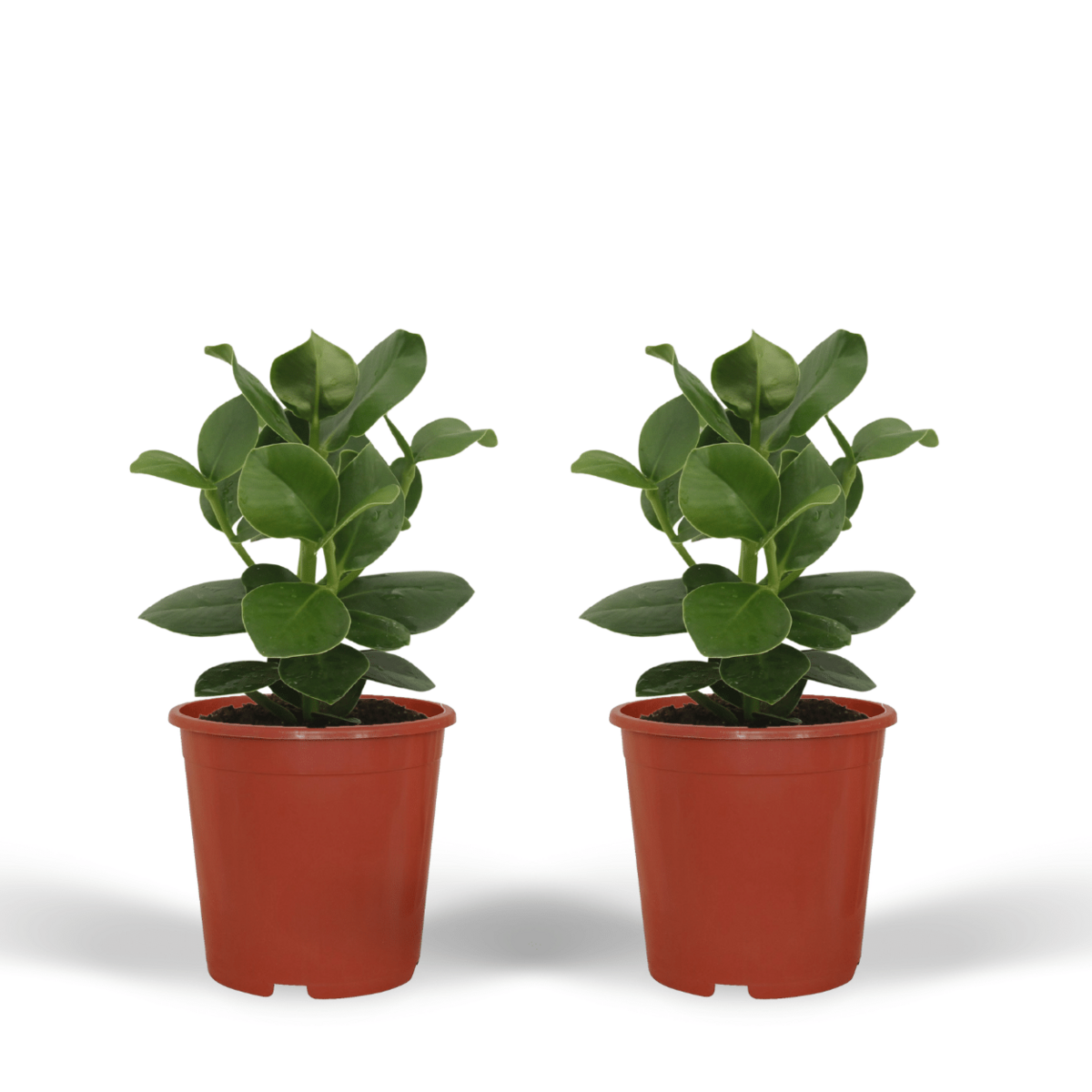 Clusia Princess (Signature Tree) - 2 pieces - Ø12cm - ↕15cm