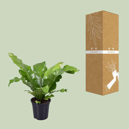 Begonia nest - Ø117cm - ↕45cm