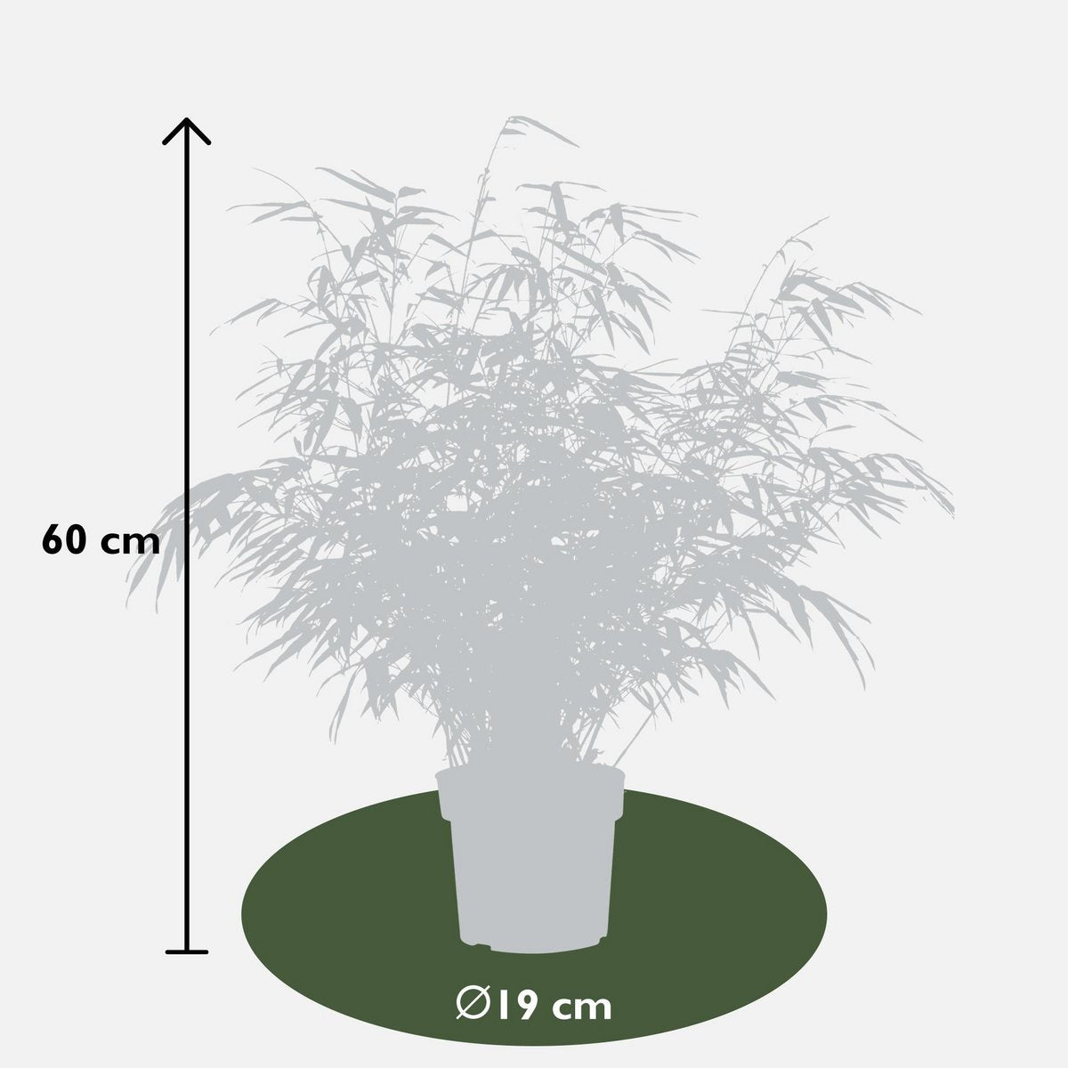 Niet woekerende bamboe Fargesia rufa Ø29cm ↕80cm