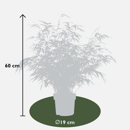 Niet woekerende bamboe Fargesia rufa Ø29cm ↕80cm