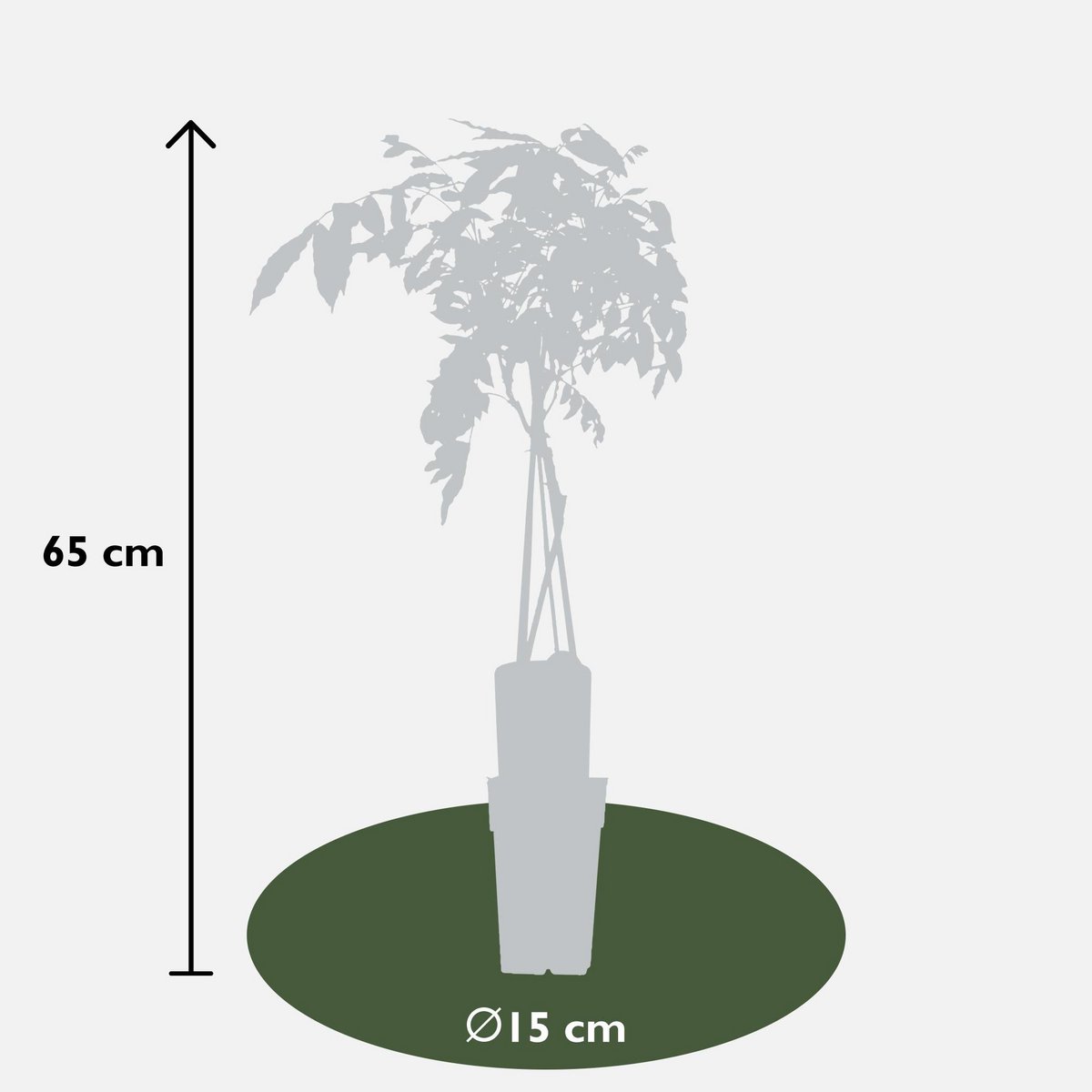 Wisteria sinensis 'Prolific' - Wisteria - Ø15cm - ↕65cm