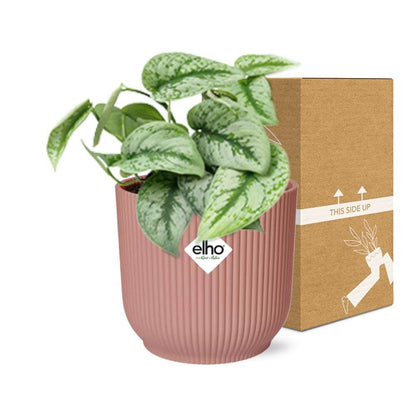 Scindapsus Trebie kamerplant 14 cm roze pot