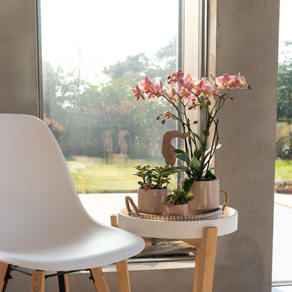 Oudroze Phalaenopsis Orchidee (Treviso) | Bloeiende Kamerplant Ø12cm pot