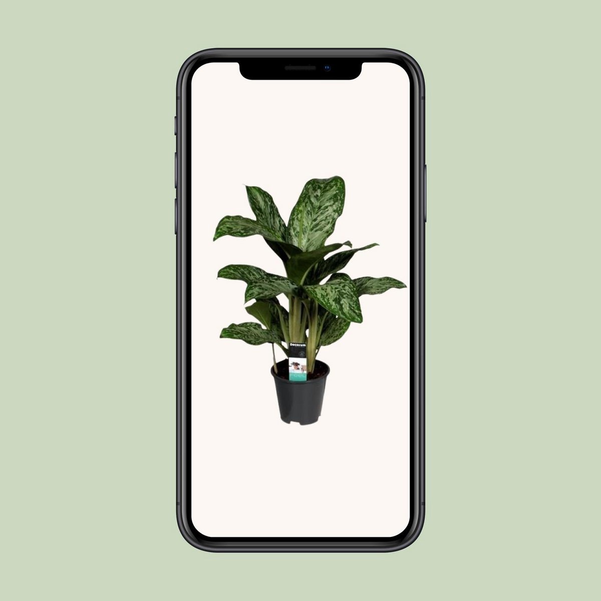 Aglaonema Greenlight kamerplant Ø17cm 60cm