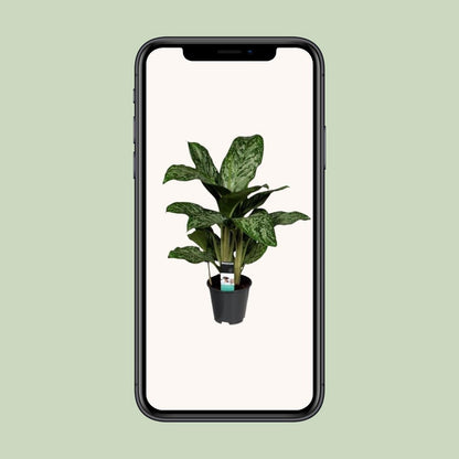 Aglaonema Greenlight kamerplant Ø17cm 60cm