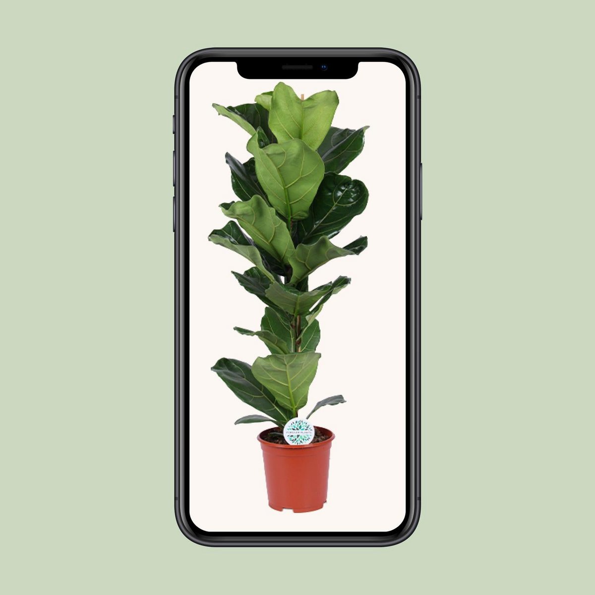Ficus lyrata kamerplant Ø21cm 90cm