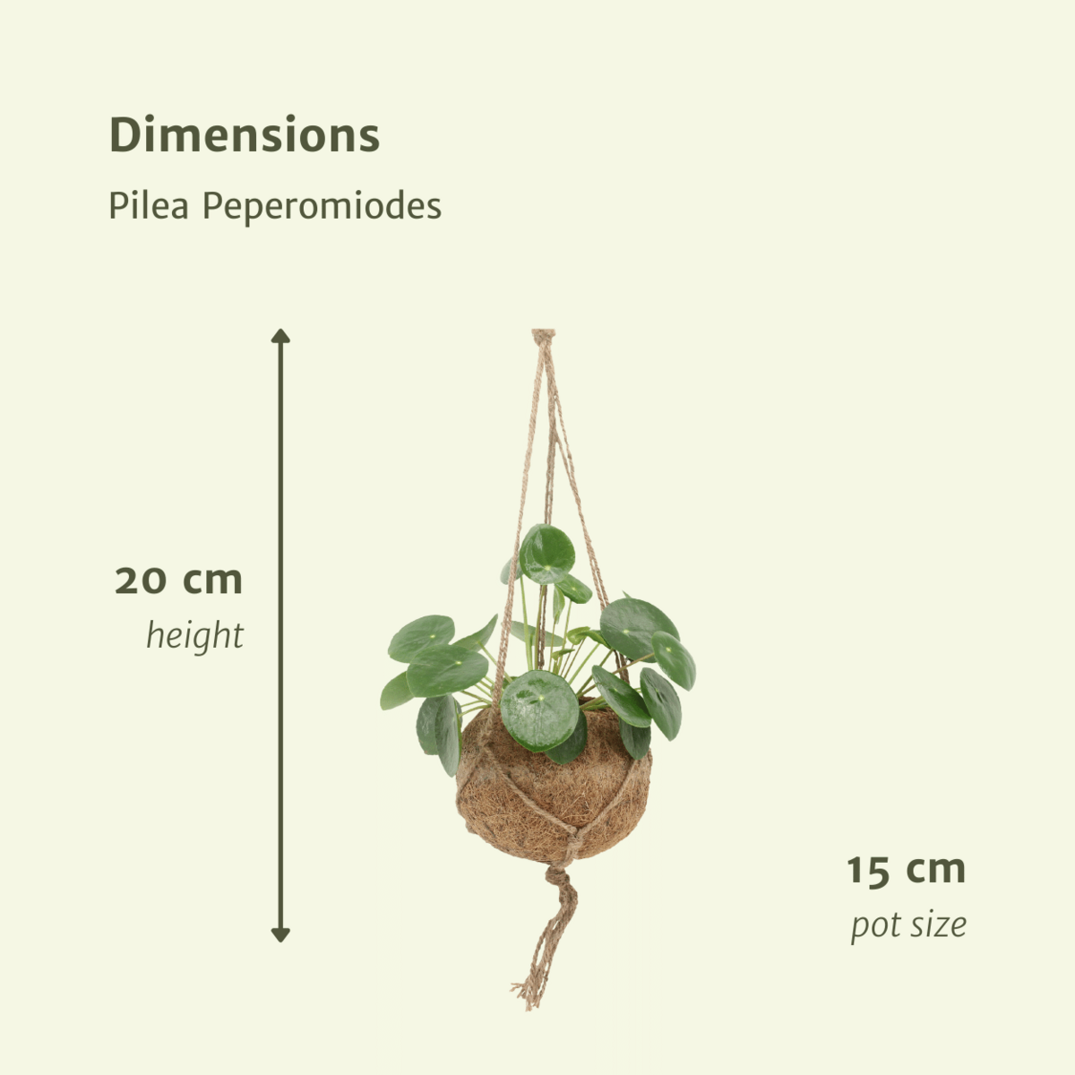 2x cocode palen peperomoden - pannecoen splant - 20 cm - Ø15