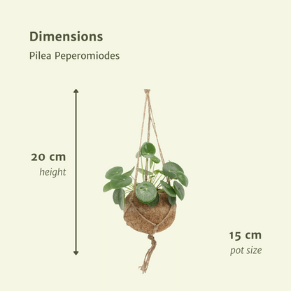 2x cocode palen peperomoden - pannecoen splant - 20 cm - Ø15