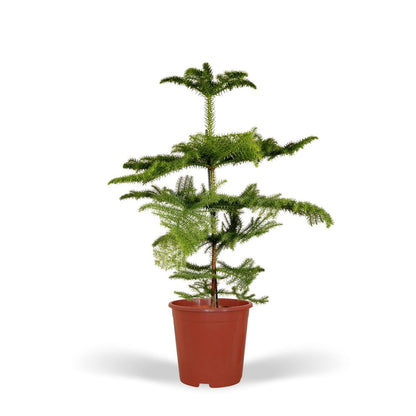 Kamerden Araucaria Ø21cm 70cm