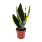 Sassari Future Superba - Ø12cm - ↕3cm