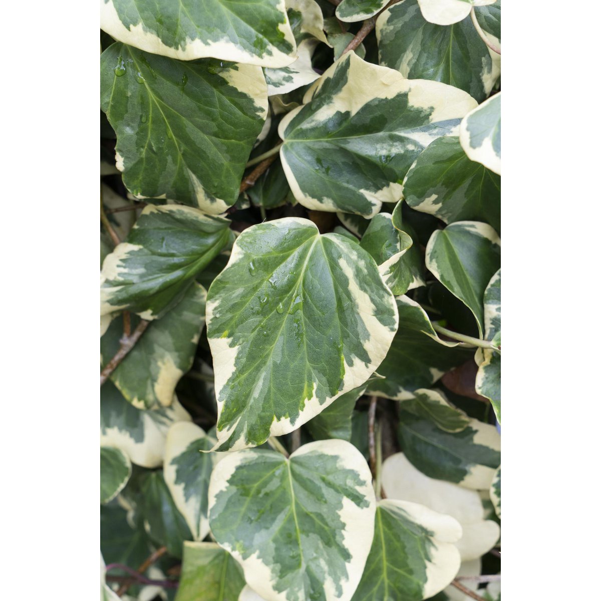 Klimop Hedera Colchica 'dentata variegata' Ø15cm ↕65cm