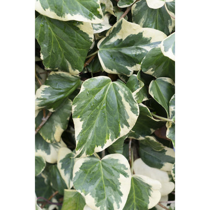 Klimop Hedera Colchica 'dentata variegata' Ø15cm ↕65cm