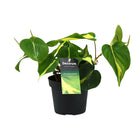 Philodendron Brasil Climbing - Ø12cm - ↕20cm
