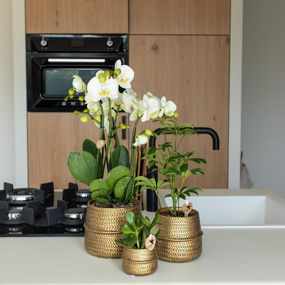 Groove Bloempot van Keramiek – Goud – Potmaat Ø9 cm