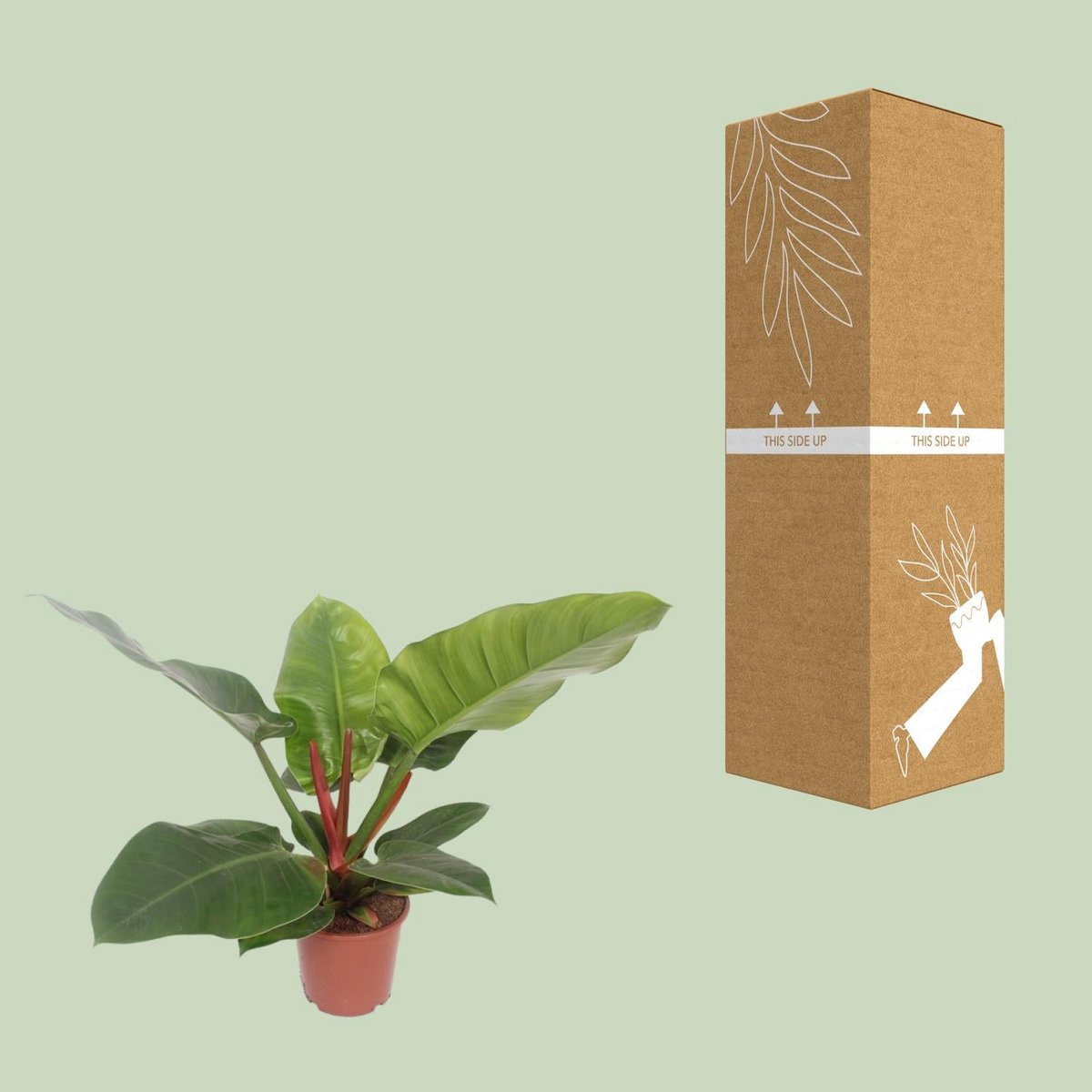 Philodendron Imperial Green kamerplant Ø17cm ↕60cm