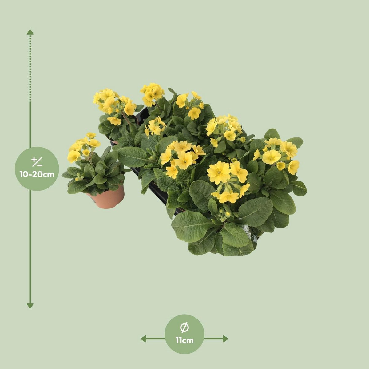 Primula lemon officinalis lookandtaste - Ø11cm - ↕18cm