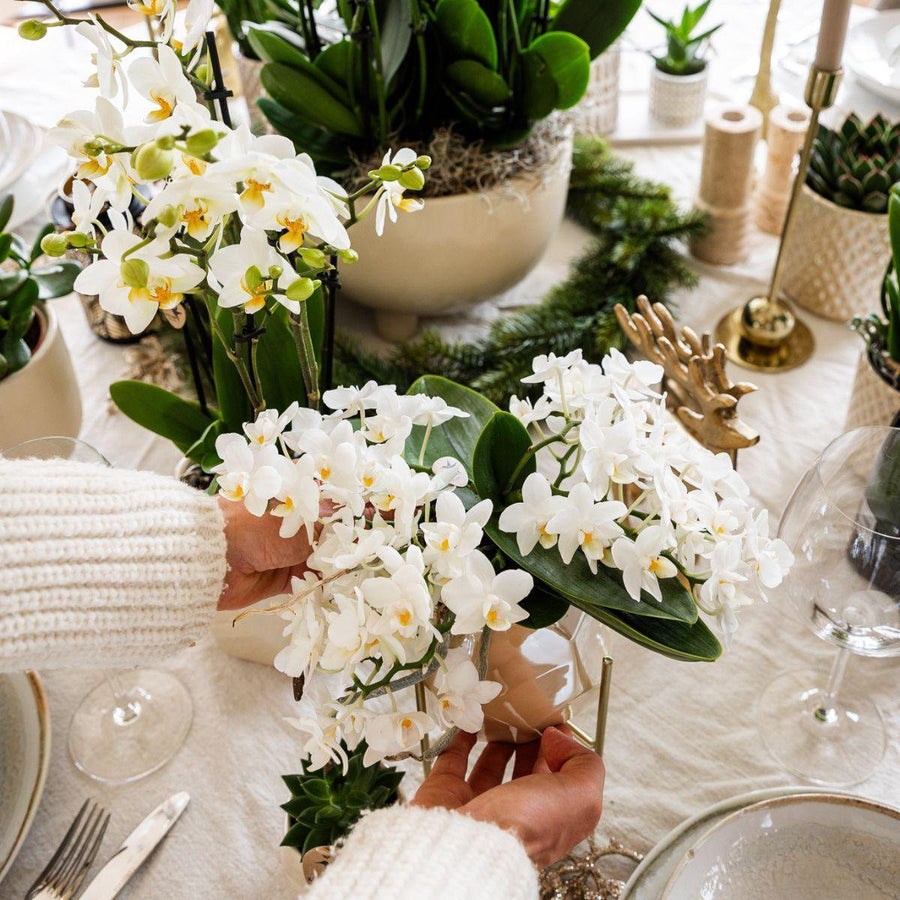 Witte orchidee 'Nazaré' pot Ø9cm