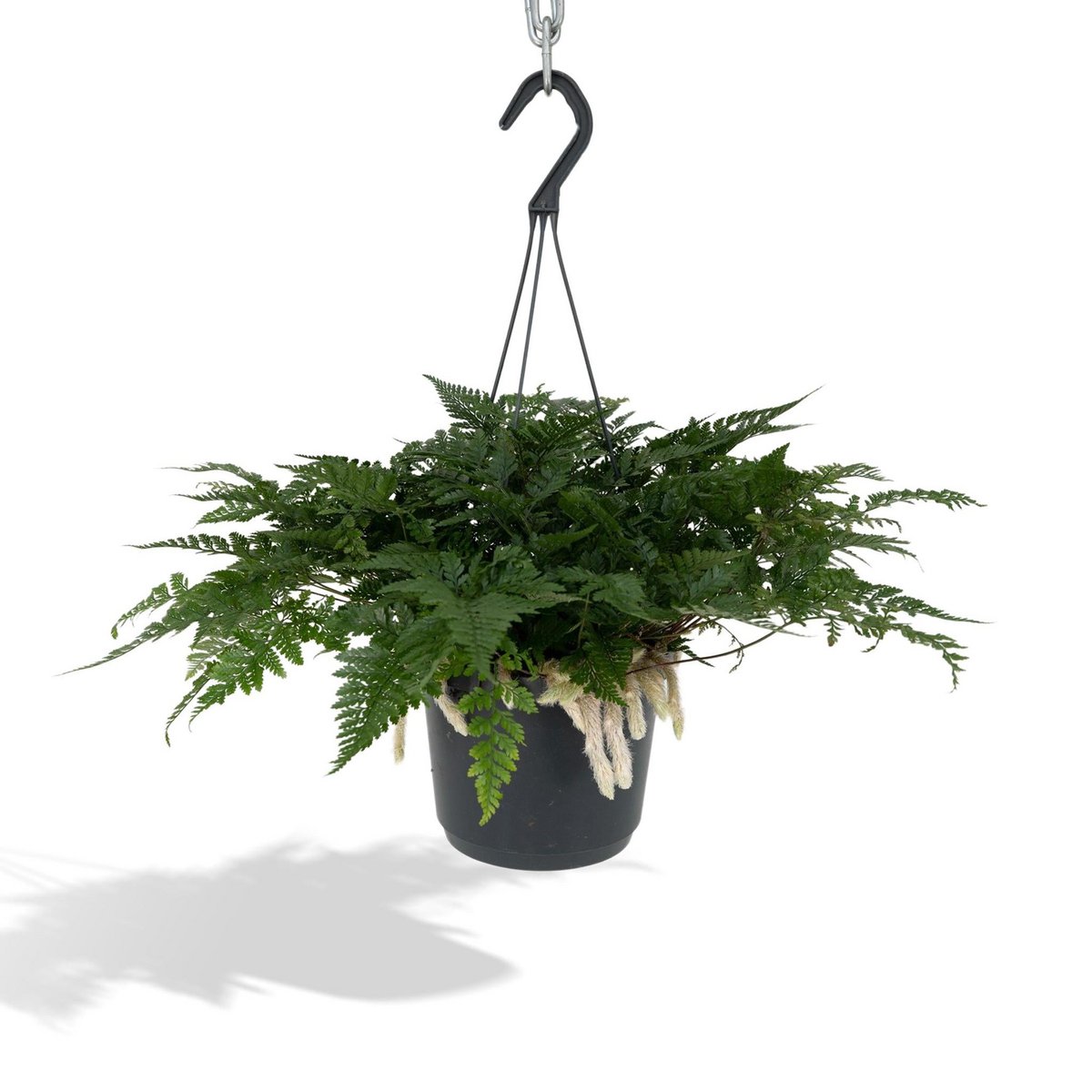 Hazenpootvaren hangplant Ø17cm ↕20cm