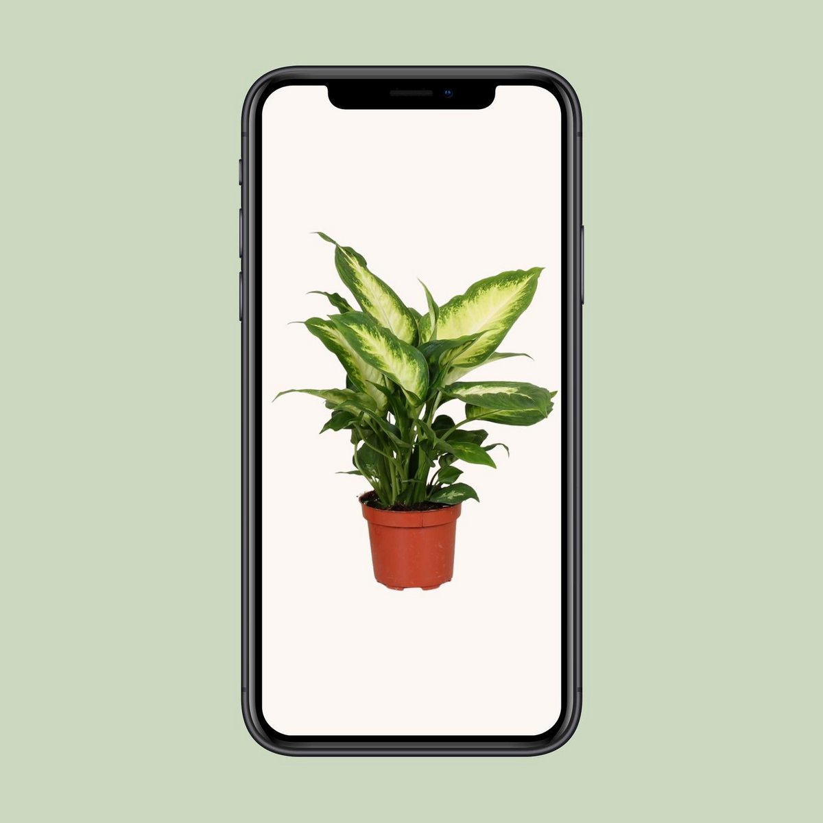 Kamerplant Dieffenbachia Camilla Ø12cm 35cm