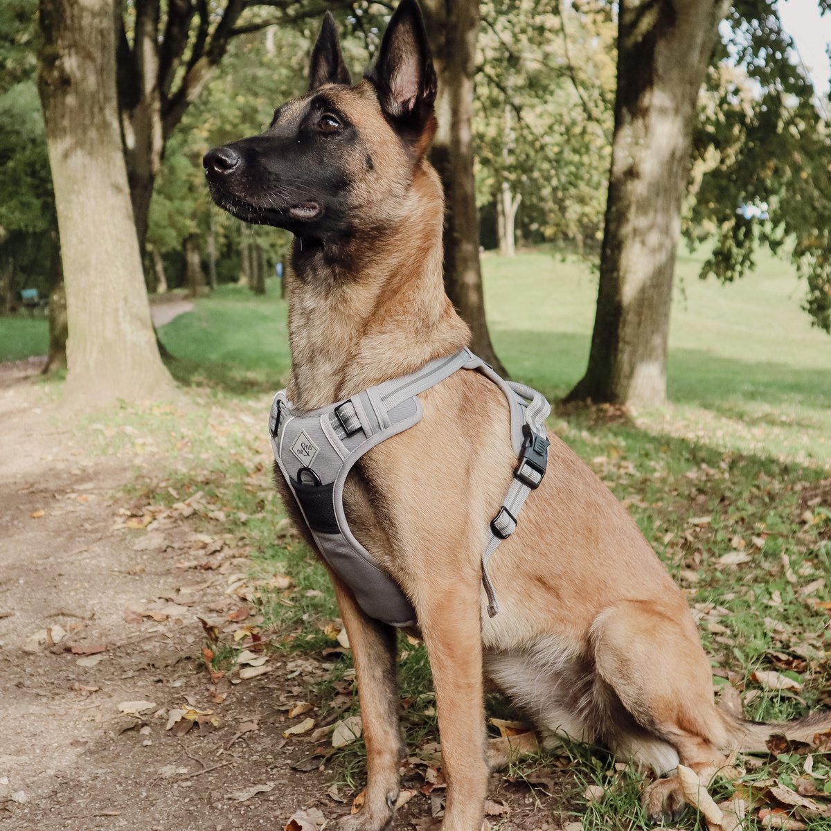 ne&no® Dog Harness with Matching Shock Absorber [DEVELOPED by NE&NO]
