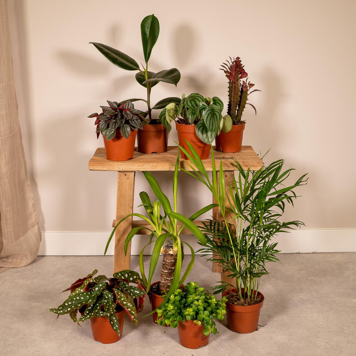 Kamerplanten set Ø12 cm 8 stuks