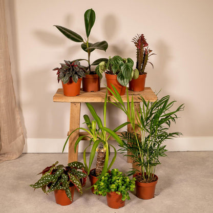 Kamerplanten set Ø12 cm 8 stuks