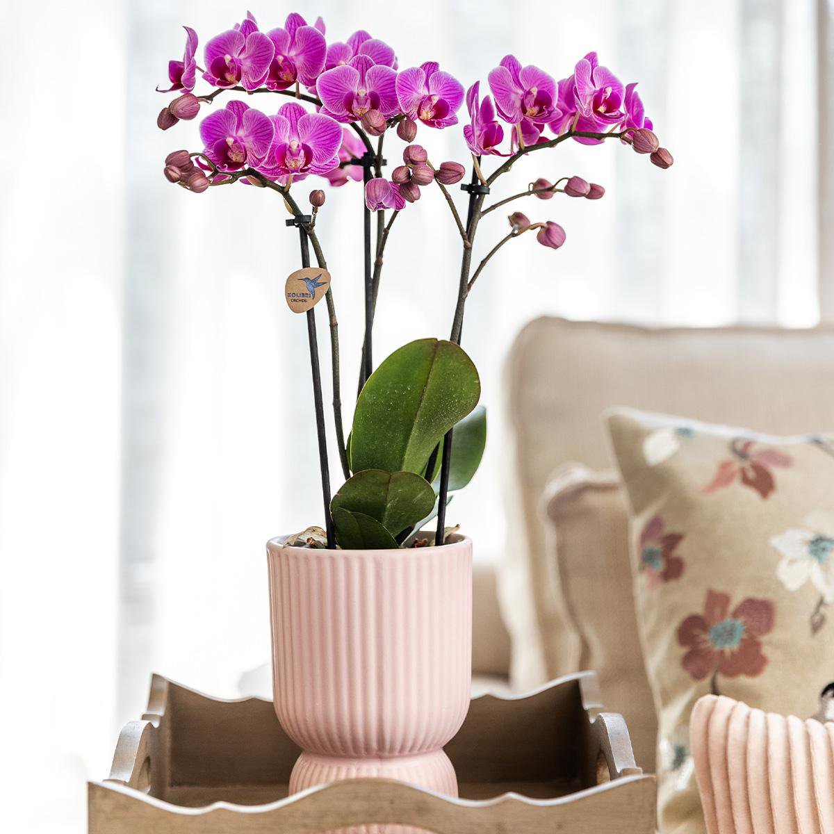 Sierpotten keramiek roze paars 3 stuks 6 9 12 cm