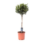 Olea Olive - Ø22cm - ↕100cm