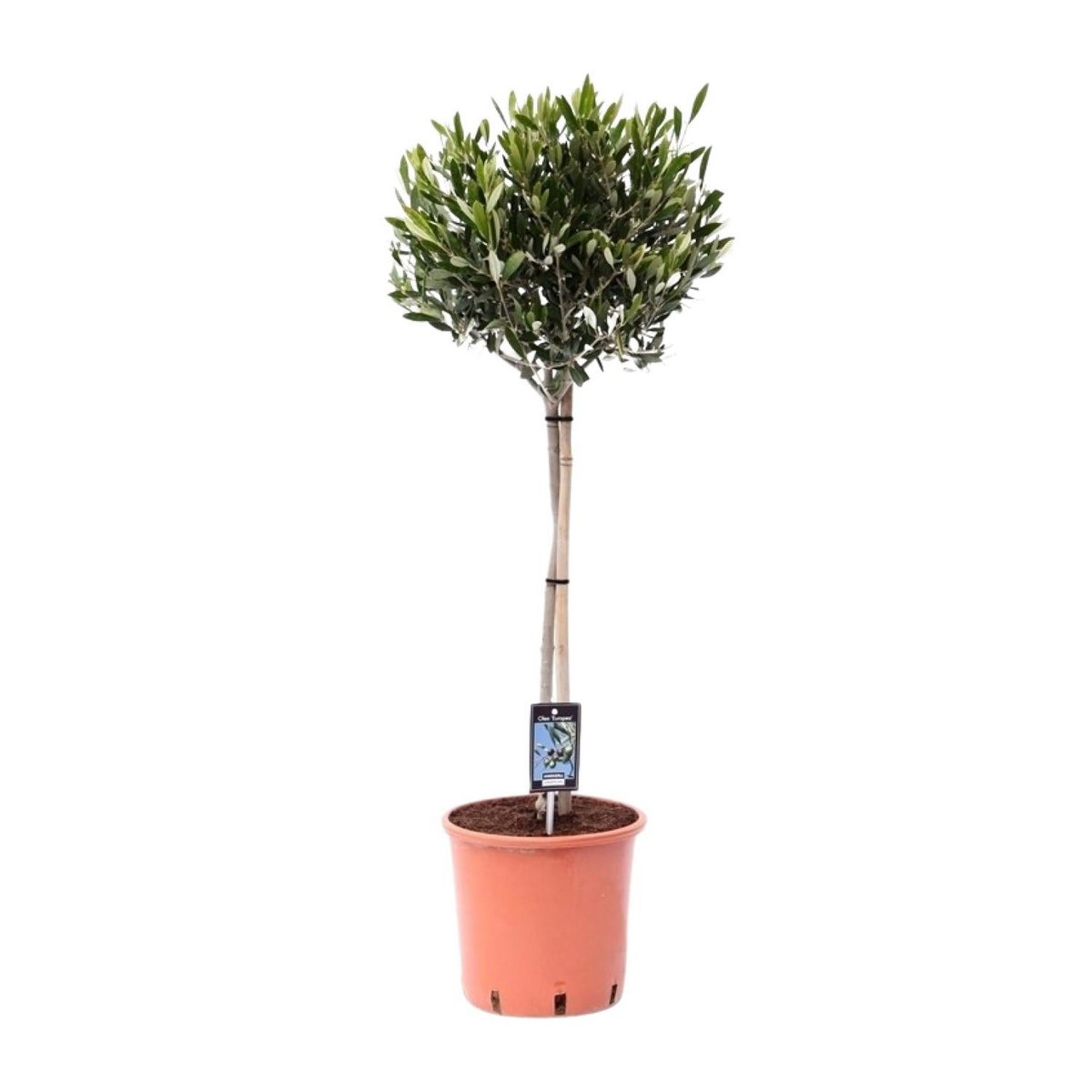 Olijfboom Olea Ø22cm ↕100cm