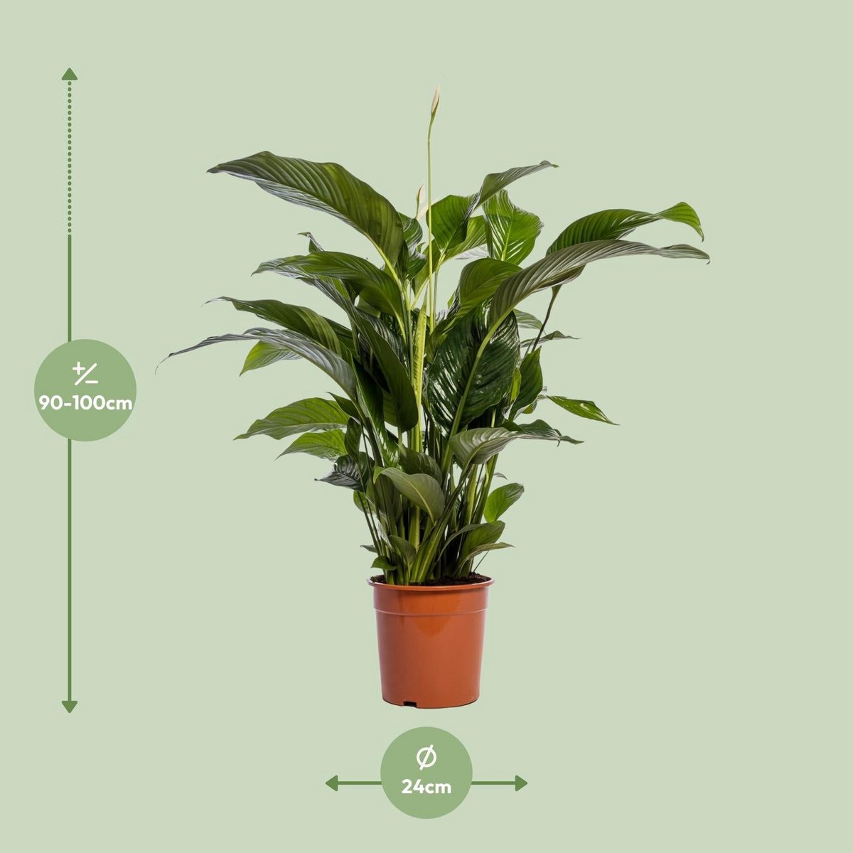 Vredeslelie Spathiphyllum Bellini potmaat 24 cm
