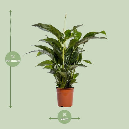 Vredeslelie Spathiphyllum Bellini potmaat 24 cm